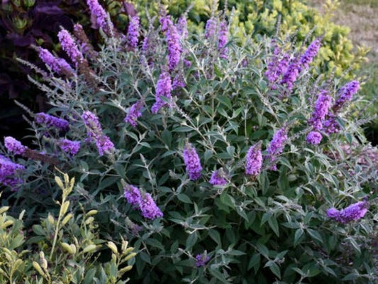 Buddleia-Poquito 'Lavender Cupcake'