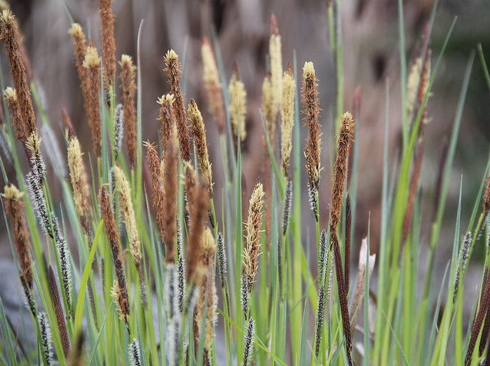 Carex 'Elata Aurea'