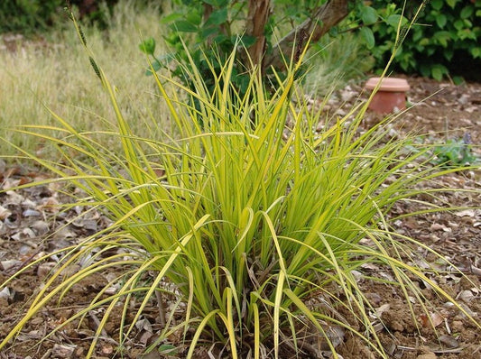 Carex 'Elata Aurea'