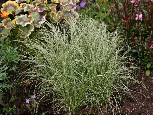 Carex Comans ‘Frosted Curls’