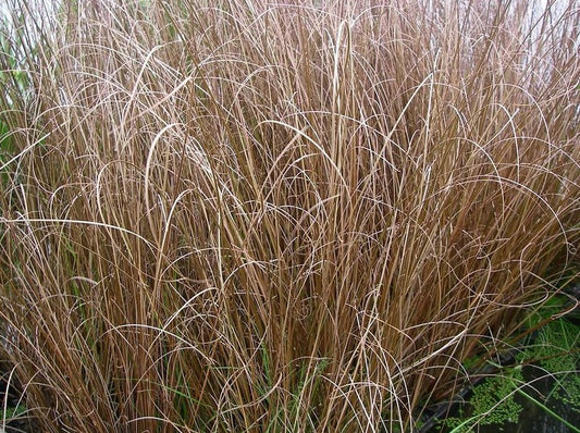 Carex Buchananii 'Red Rooster'