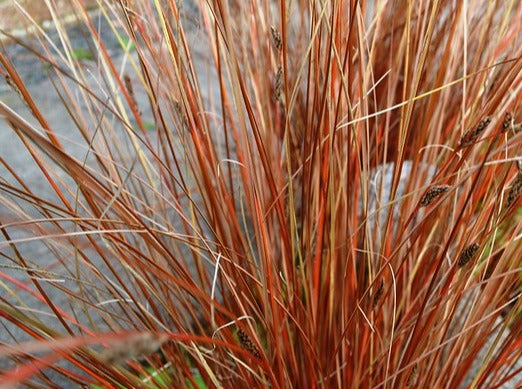 Carex Buchananii 'Red Rooster'