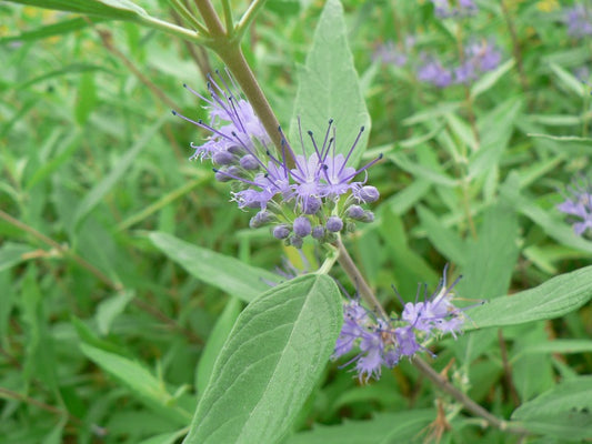 Caryopteris 'Kew Blue'