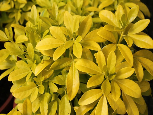 Choisya Ternata ‘Sundance’