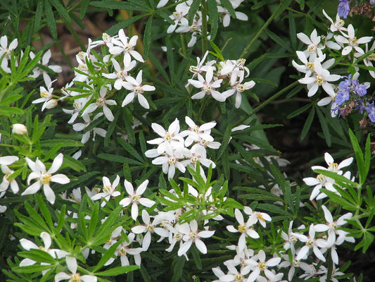 Choisya 'White Dazzler'
