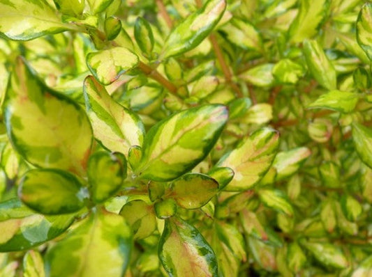 Coprosma 'Lemon & Lime'