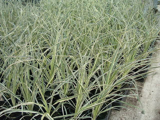 Cordyline Australis ‘Torbay Dazzler’