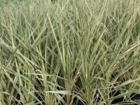 Cordyline Australis ‘Torbay Dazzler’