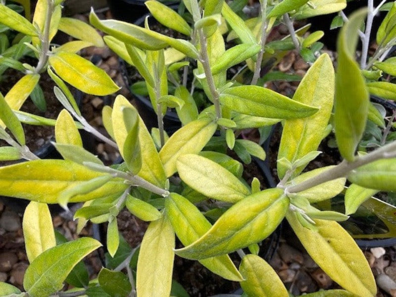 Corokia 'Limey'