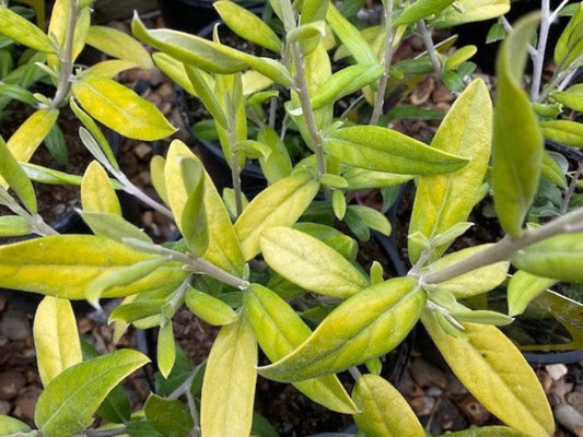 Corokia 'Limey'