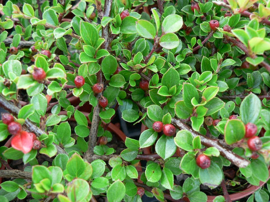 Cotoneaster Horizontalis