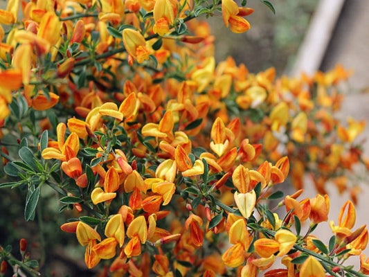 Cytisus ‘Apricot Gem’