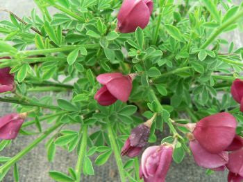 Cytisus ‘Boskop Ruby’