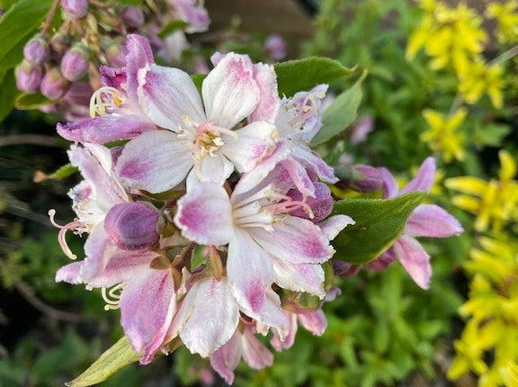 Deutzia 'Raspberry Sundae'