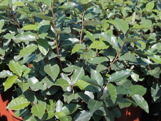 Elaeagnus x ebbingei ‘Compacta’