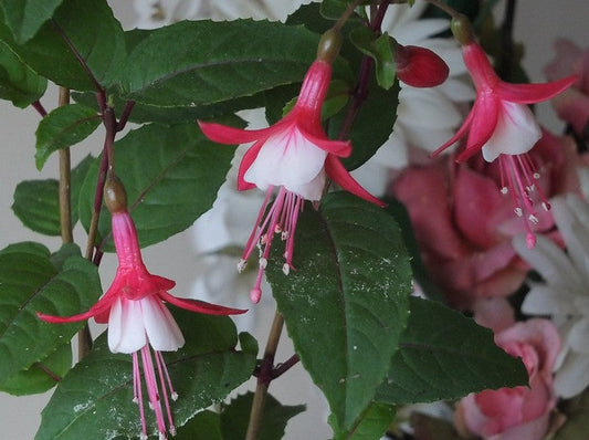 Fuchsia Hardy 'Lady Thumb'