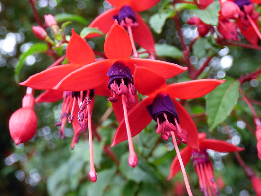 Fuchsia Hardy 'Riccartonii'