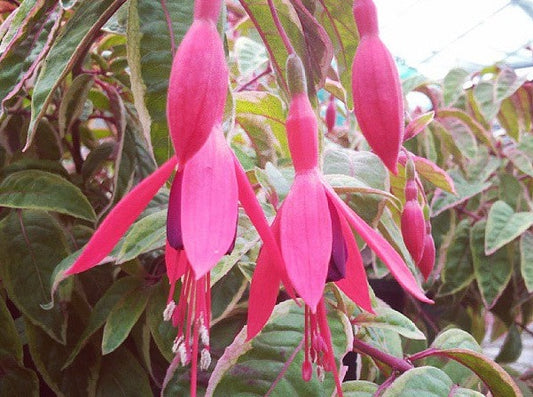 Fuchsia Hardy 'Sunray'