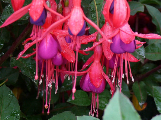 Fuchsia 'Mrs Popple'