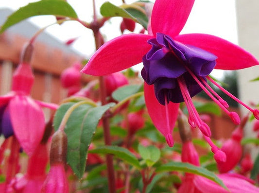 Fuchsia 'Tom Thumb'