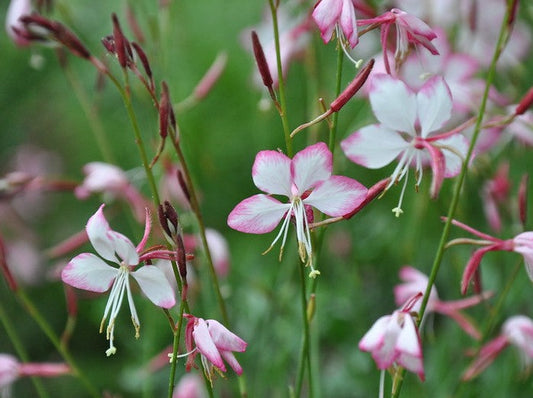 Gaura Lindheimeri 'RosyJane'