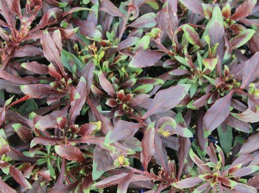 Gaura Lindheimeri 'RosyJane'