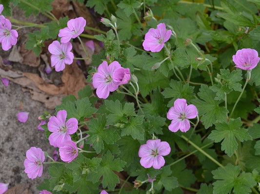 Geranium 'Mavis Simpson'