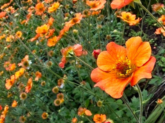 Guem 'Totally Tangerine'