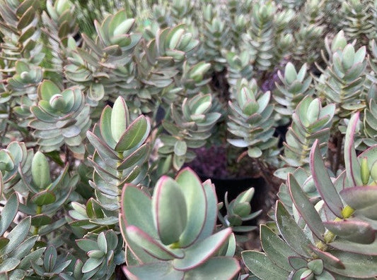 Hebe Albicans 'Red Edge'