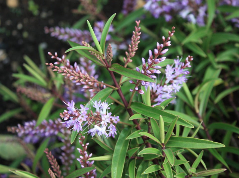 Hebe 'Purple Quartz'