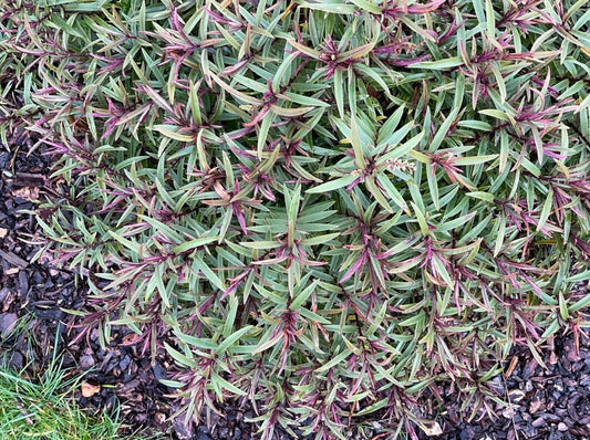 Hebe 'Purple Quartz'