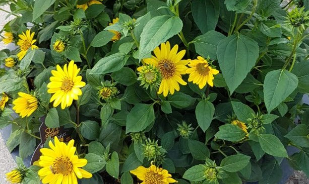 Helianthus 'Suncatcher Gold'