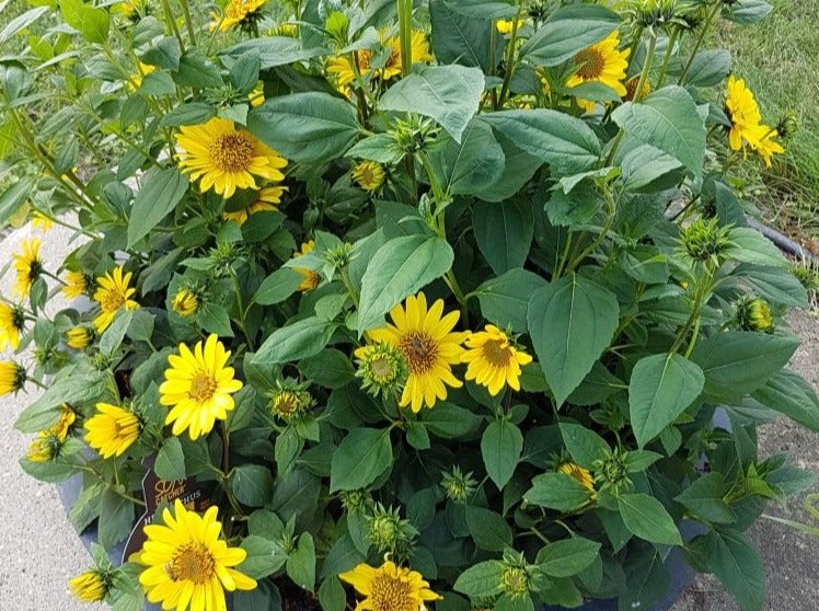 Helianthus 'Suncatcher Gold'