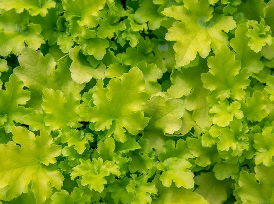 Heuchera "Lime Marmalade"
