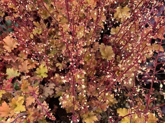 Heuchera World Cafe 'Amaretto'