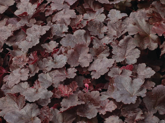 Heuchera "Obsidian"