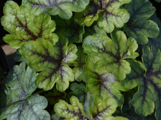 Heucherella 'Tapestry'