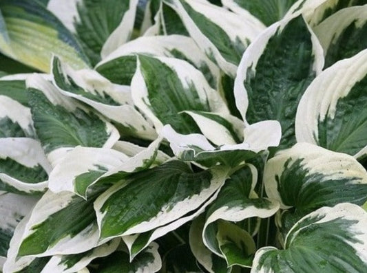 Hosta 'Patriot'