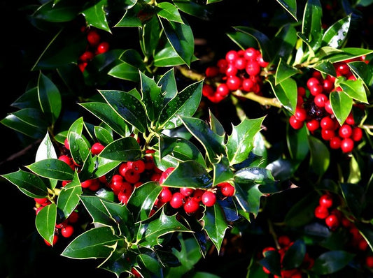 Ilex Aquifolium 'Alaska'
