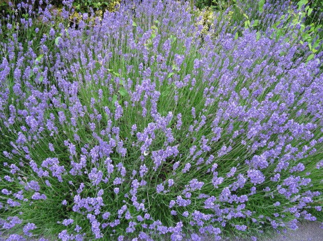 Lavender 'Hidcote'