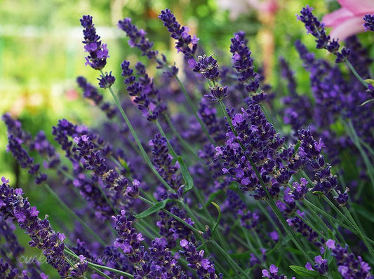 Lavender 'Hidcote'