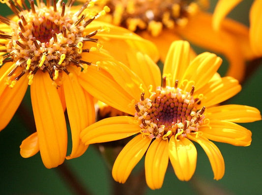Ligularia Dentata Desdemona