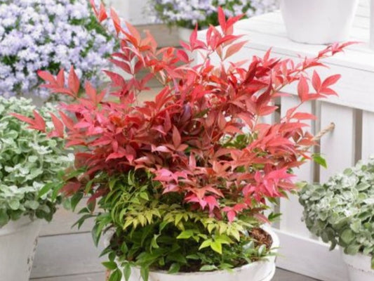 Nandina Domestica 'Obsessed'