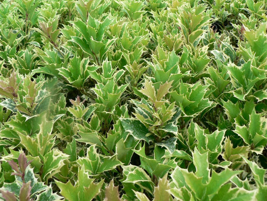 Osmanthus Heterophyllus 'Variegatus'