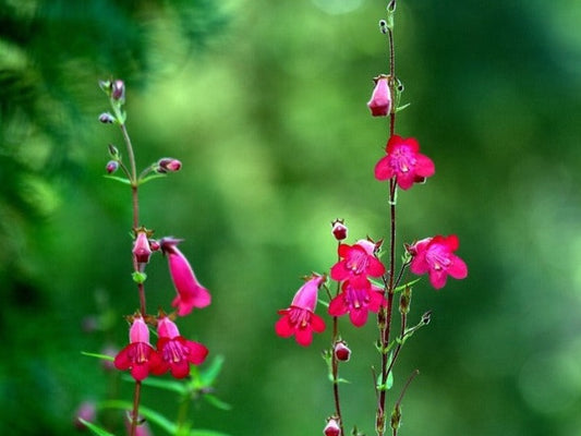 Penstemon 'Apple Blossom'