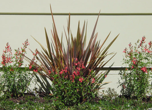 Phormium 'Maori Queen'