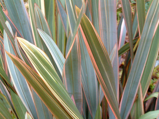 Phormium 'Maori Queen'