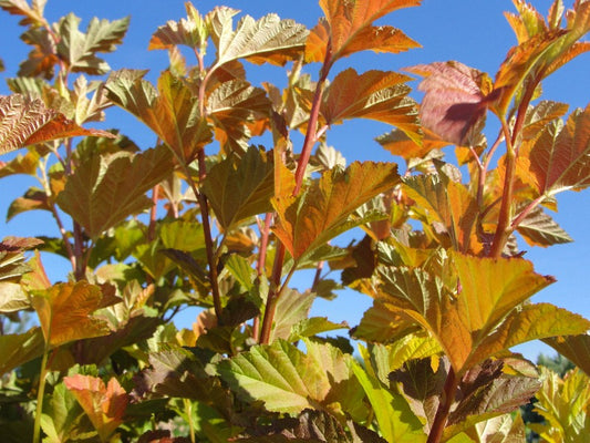 Physocarpus ‘Amber Jubilee’