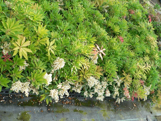 Pieris ‘Forest Flame’