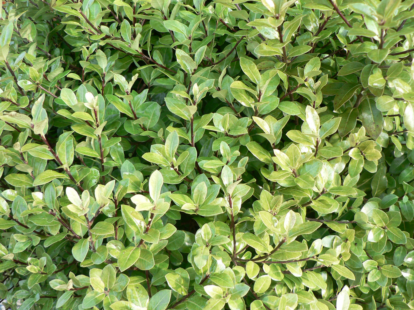 Pittosporum ‘Golf Ball’